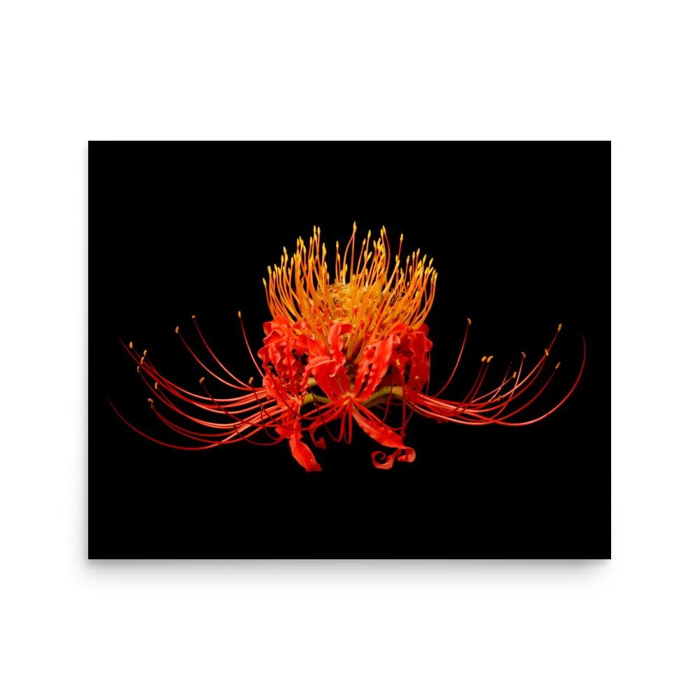 enhanced-matte-paper-poster-(in)-16x20-front-6a86136a949d3.jpg