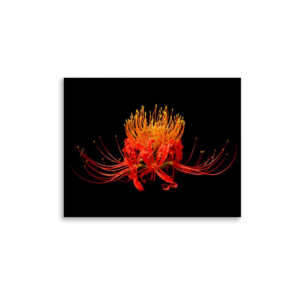 enhanced-matte-paper-poster-(in)-11x14-front-6a86136a951a6.jpg