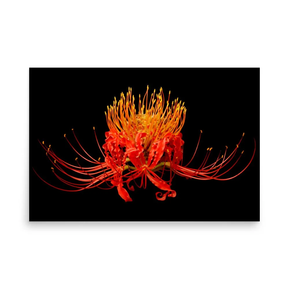 enhanced-matte-paper-poster-(in)-24x36-front-6a86136a95224.jpg