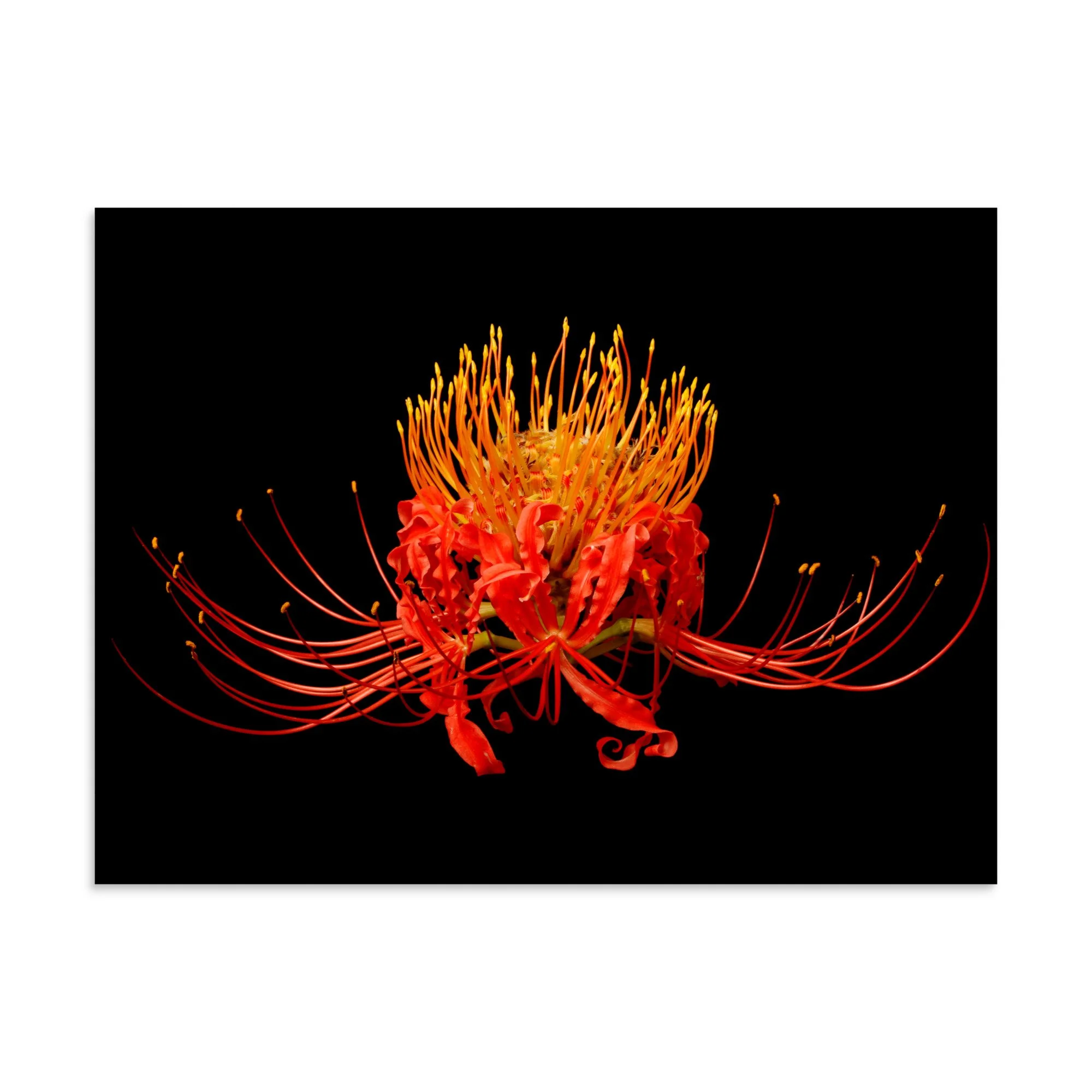 enhanced-matte-paper-poster-(in)-30x40-front-6a86136a95268.jpg