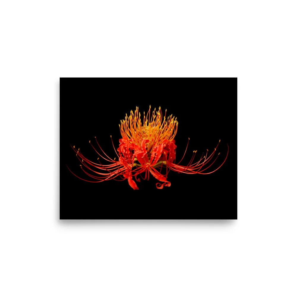 enhanced-matte-paper-poster-(in)-8x10-front-6a86136a952b8.jpg