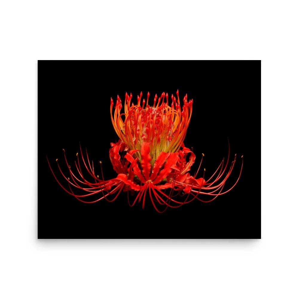 enhanced-matte-paper-poster-(in)-16x20-front-6a861716f3269.jpg