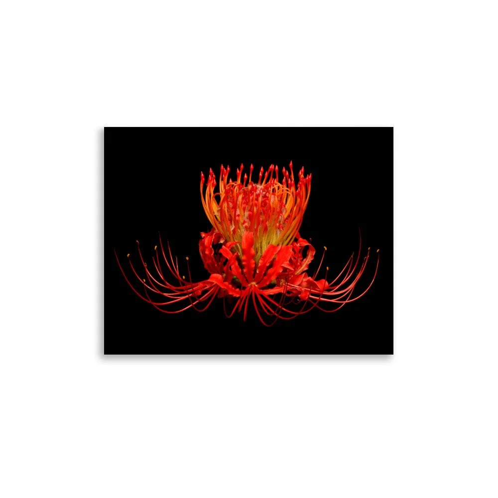 enhanced-matte-paper-poster-(in)-11x14-front-6a861716f40ae.jpg