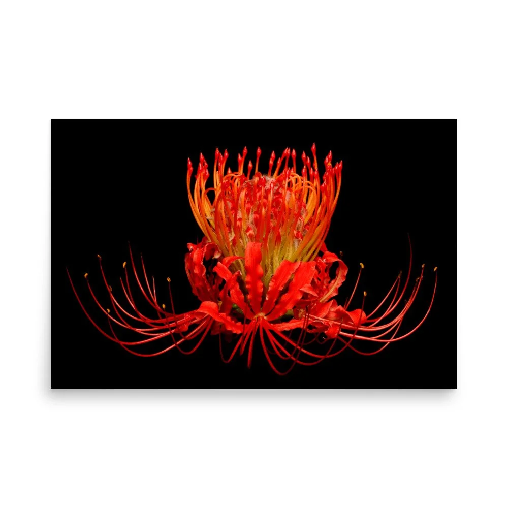 enhanced-matte-paper-poster-(in)-24x36-front-6a861716f4143.jpg