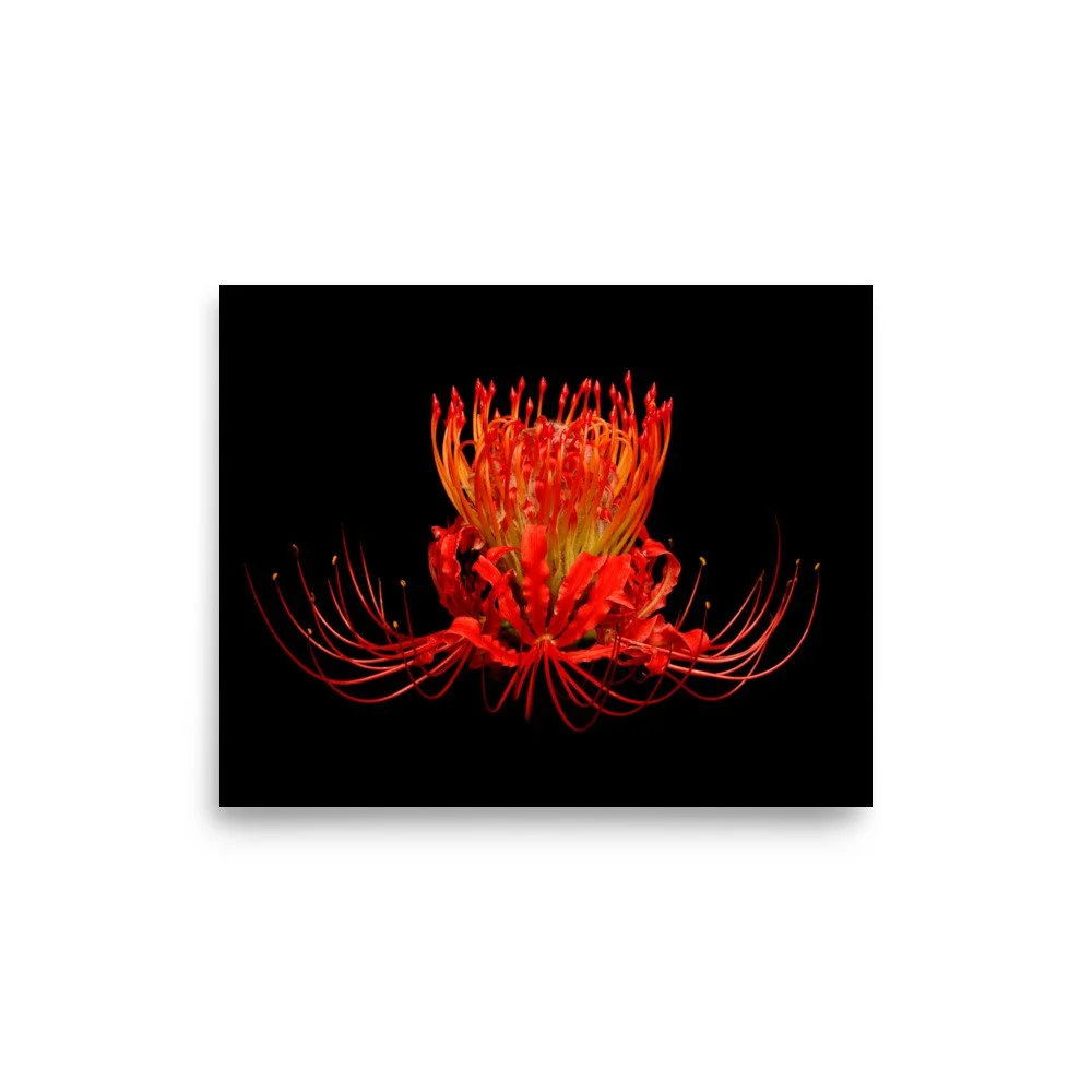 enhanced-matte-paper-poster-(in)-8x10-front-6a861716f41ef.jpg