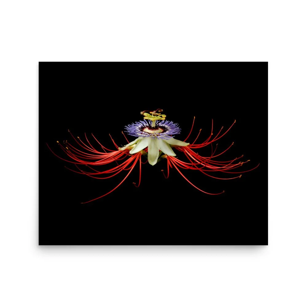 enhanced-matte-paper-poster-(in)-16x20-front-6a862c11b05f4.jpg
