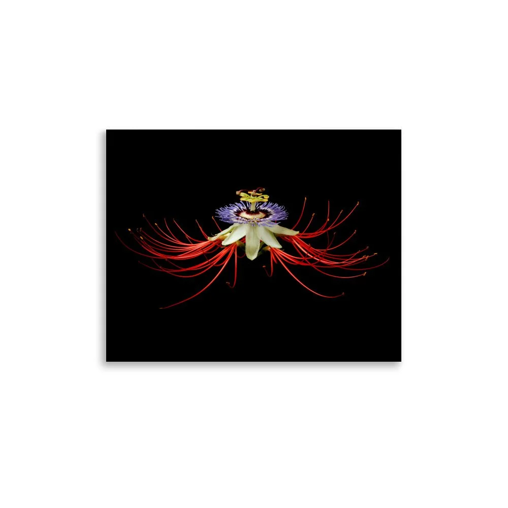 enhanced-matte-paper-poster-(in)-11x14-front-6a862c11b0fe6.jpg