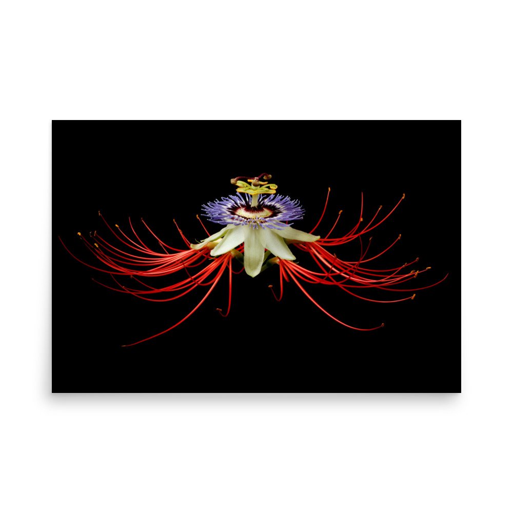 enhanced-matte-paper-poster-(in)-24x36-front-6a862c11b1065.jpg