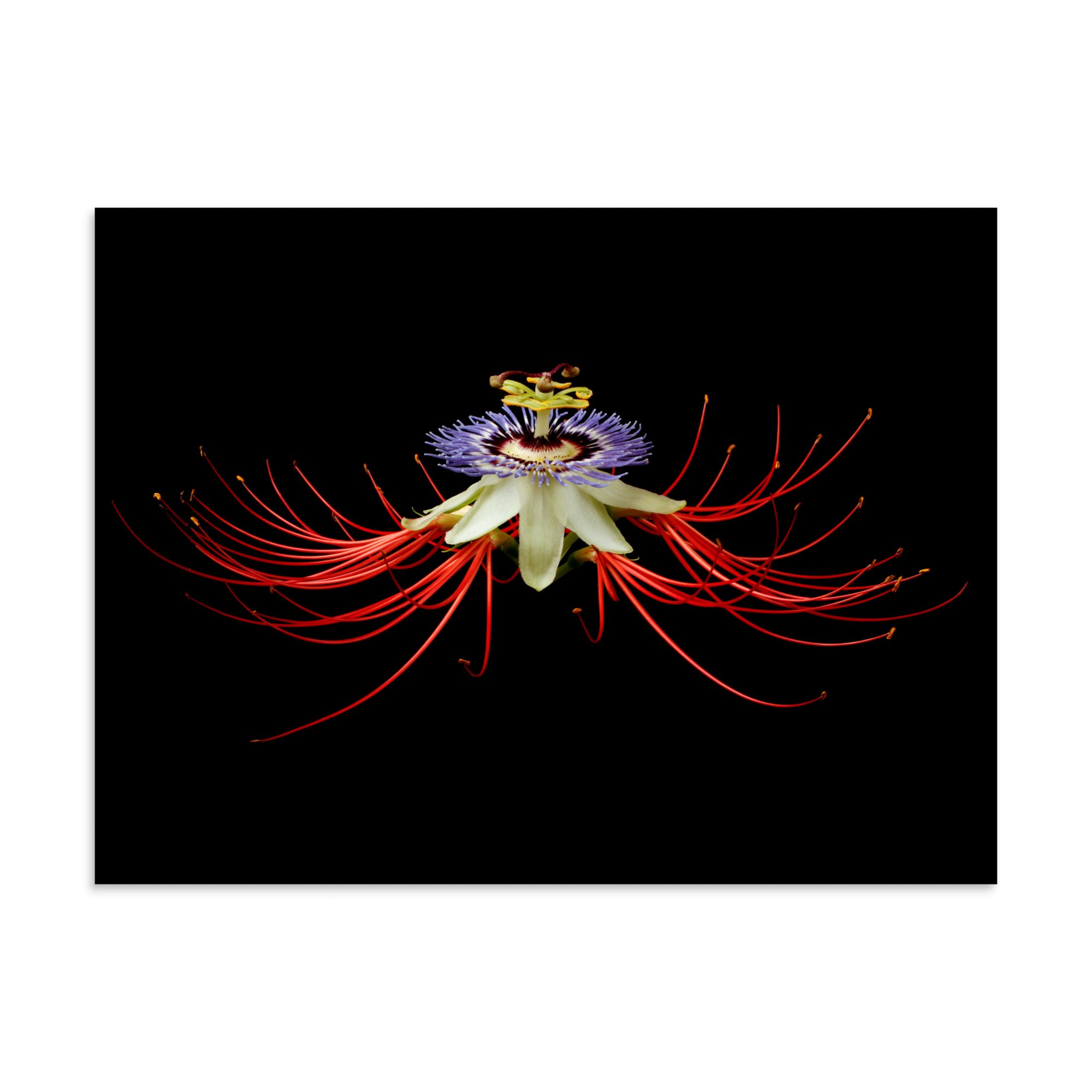 enhanced-matte-paper-poster-(in)-30x40-front-6a862c11b10a2.jpg
