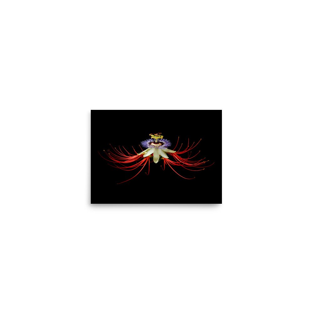 enhanced-matte-paper-poster-(in)-5x7-front-6a862c11b10bf.jpg