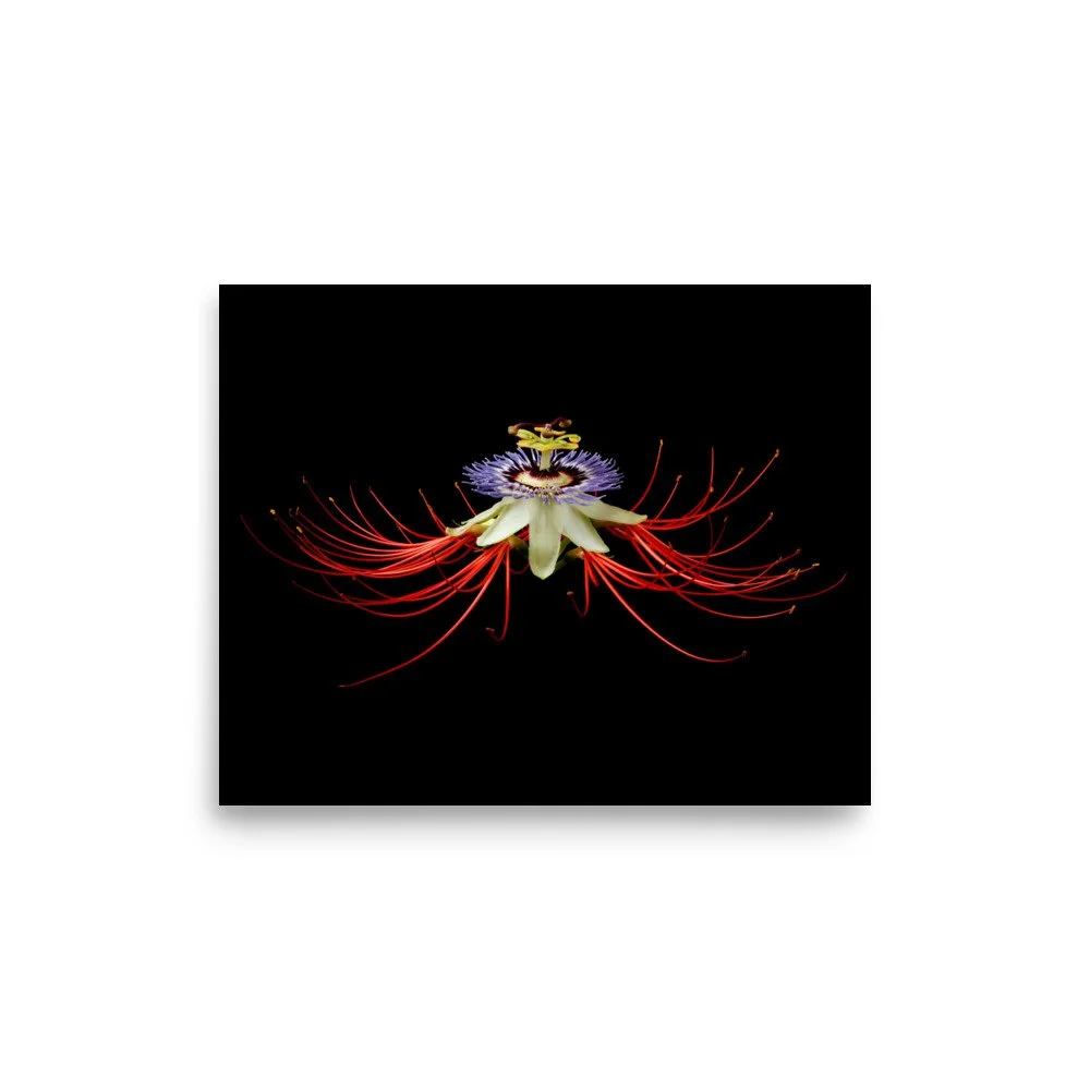 enhanced-matte-paper-poster-(in)-8x10-front-6a862c11b10f1.jpg