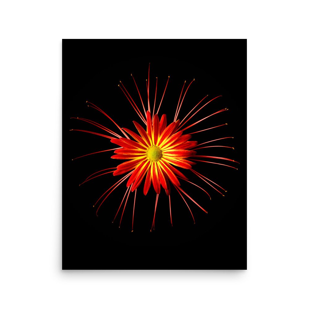 enhanced-matte-paper-poster-(in)-16x20-front-6a86351c13eab.jpg