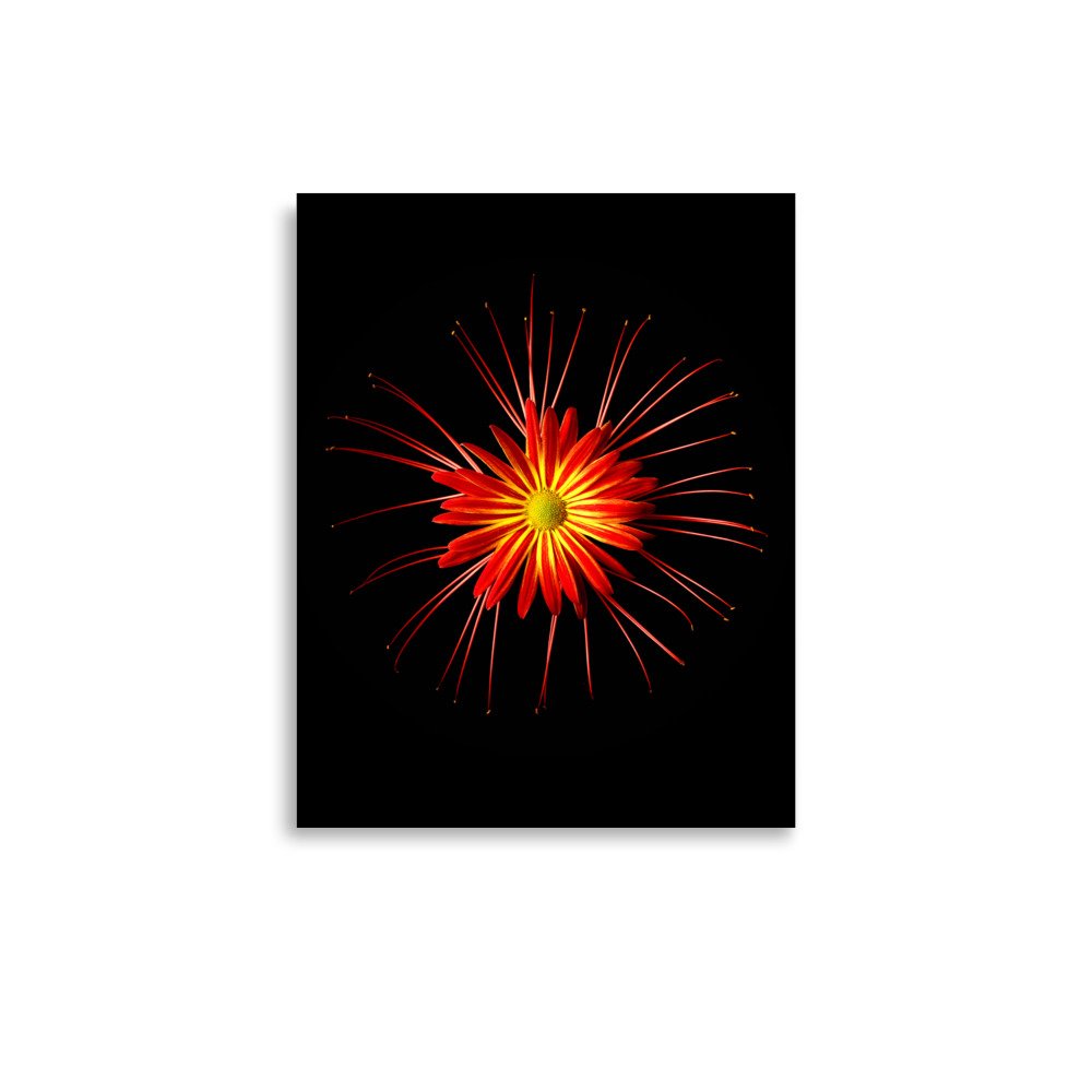 enhanced-matte-paper-poster-(in)-11x14-front-6a86351c147d7.jpg