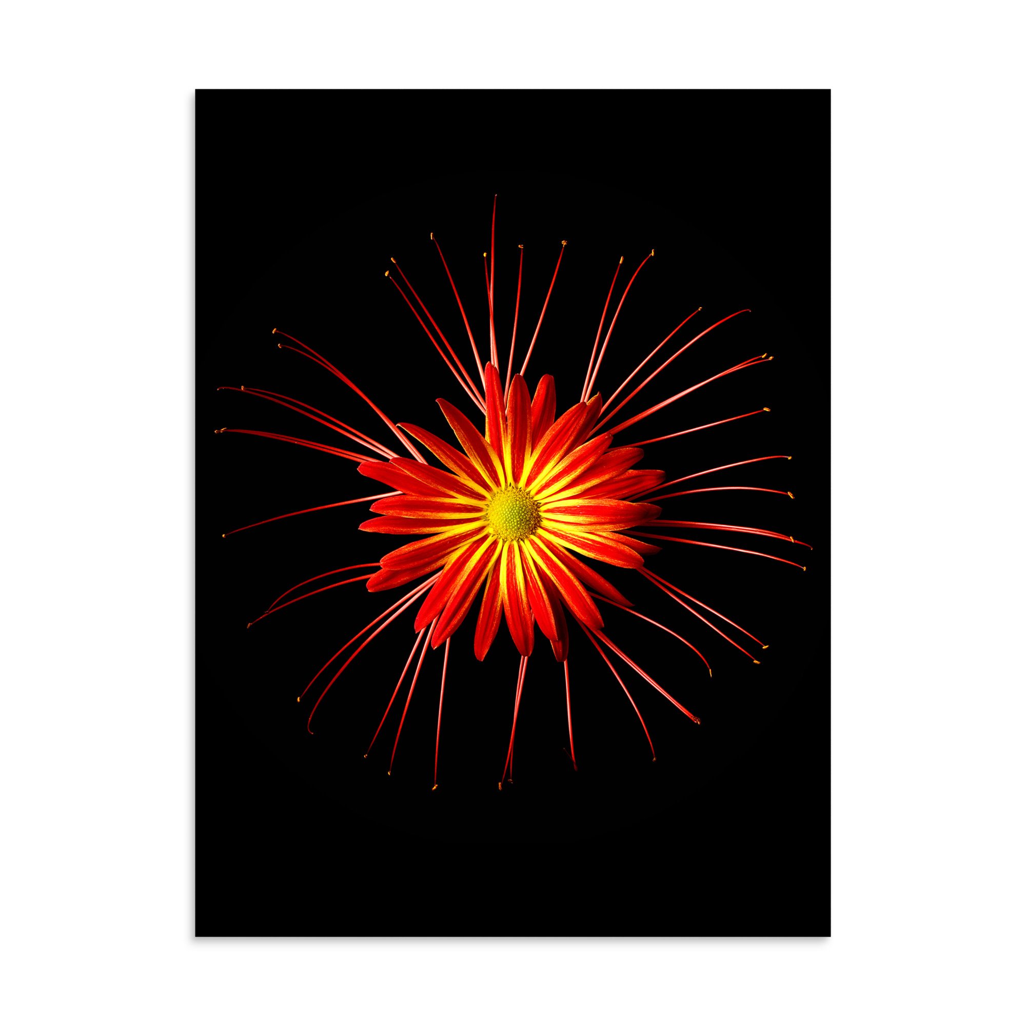 enhanced-matte-paper-poster-(in)-30x40-front-6a86351c14868.jpg