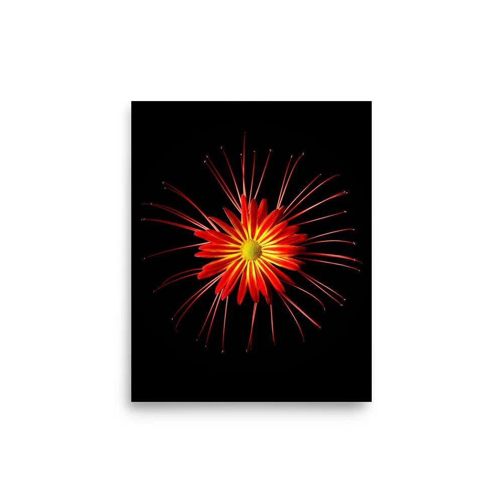 enhanced-matte-paper-poster-(in)-8x10-front-6a86351c148b0.jpg