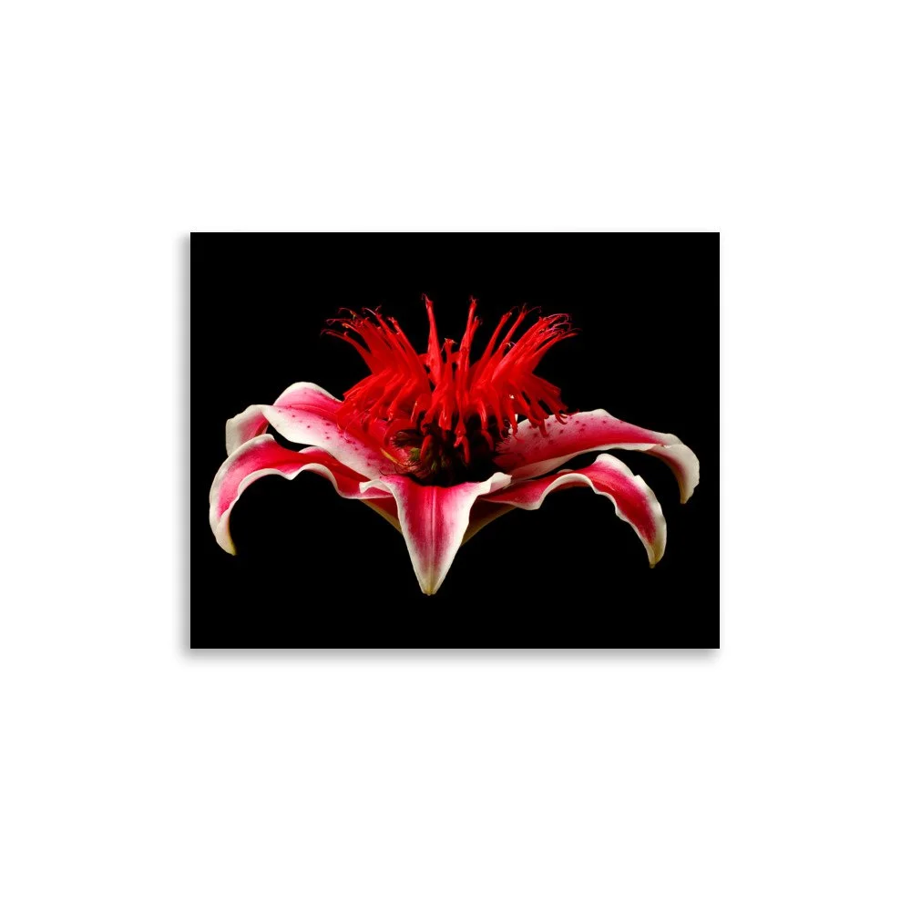 enhanced-matte-paper-poster-(in)-11x14-front-6a87782d67001.jpg