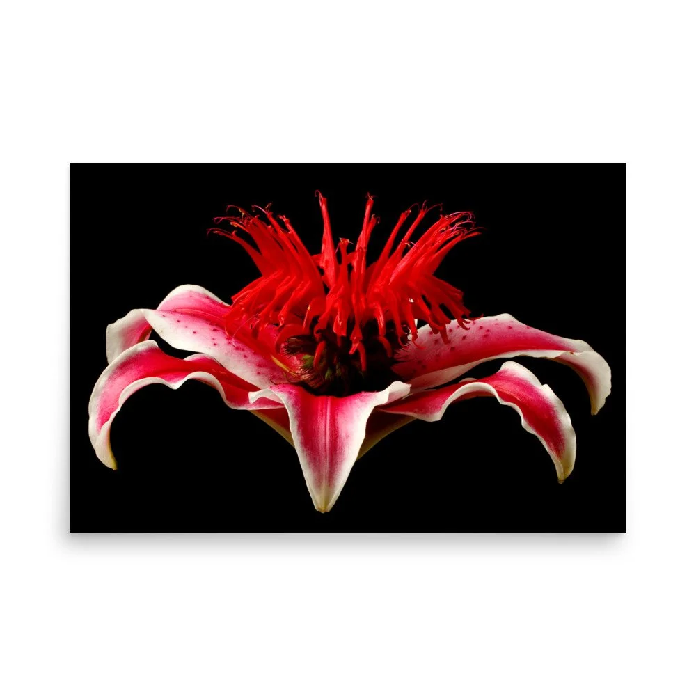 enhanced-matte-paper-poster-(in)-24x36-front-6a87782d67089.jpg