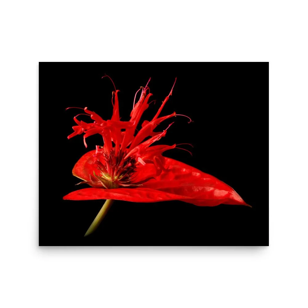enhanced-matte-paper-poster-(in)-16x20-front-6a8797dc17933.jpg