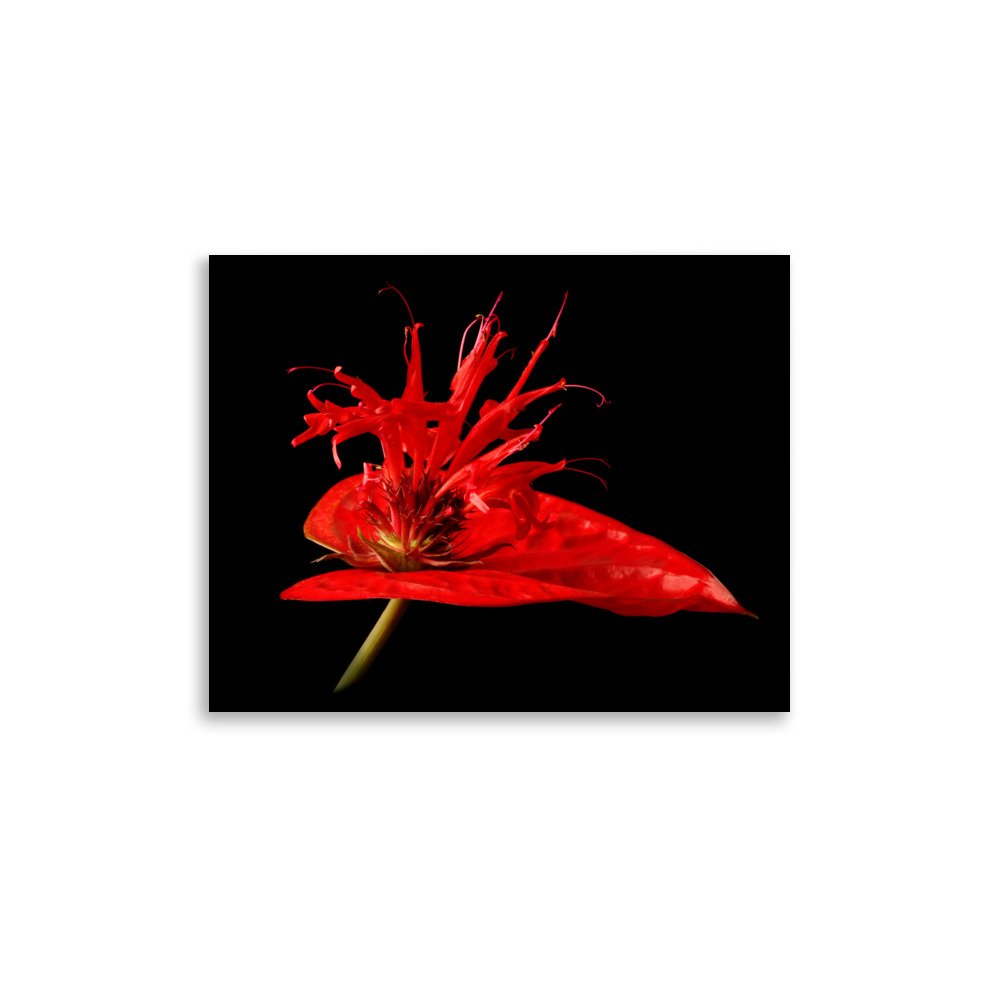 enhanced-matte-paper-poster-(in)-11x14-front-6a8797dc1870a.jpg