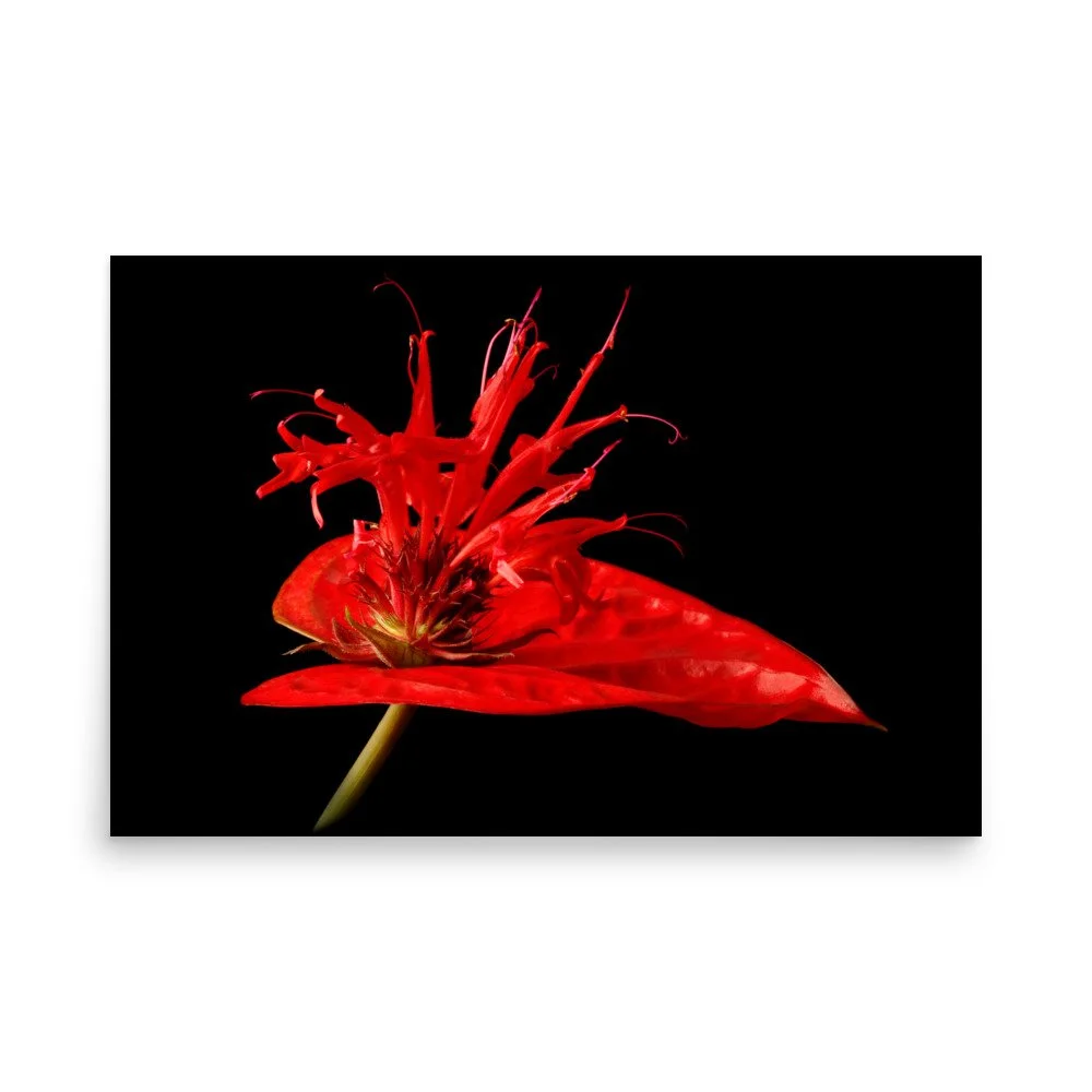 enhanced-matte-paper-poster-(in)-24x36-front-6a8797dc18796.jpg