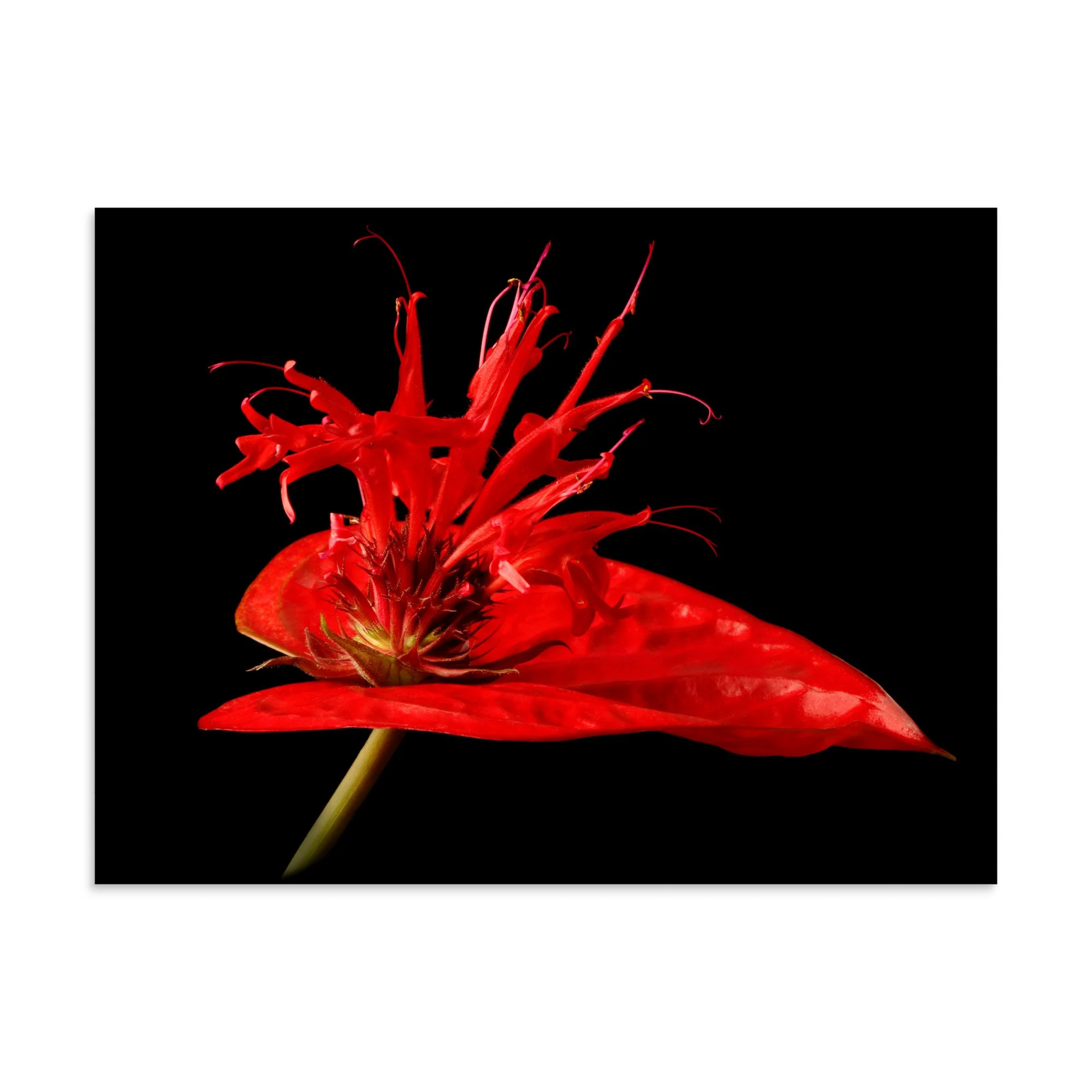 enhanced-matte-paper-poster-(in)-30x40-front-6a8797dc187db.jpg