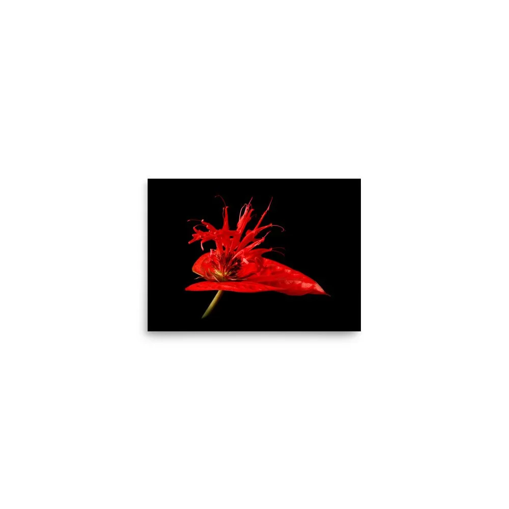 enhanced-matte-paper-poster-(in)-5x7-front-6a8797dc18806.jpg