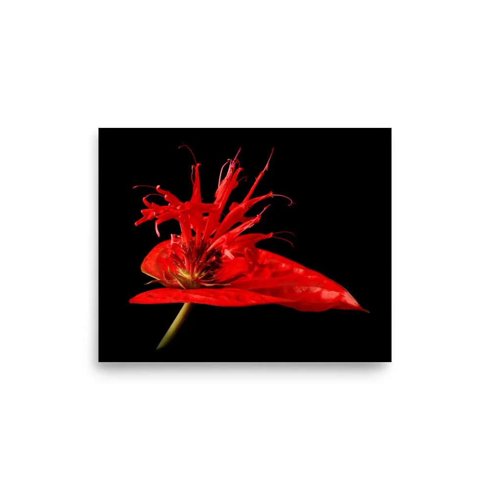 enhanced-matte-paper-poster-(in)-8x10-front-6a8797dc1884a.jpg