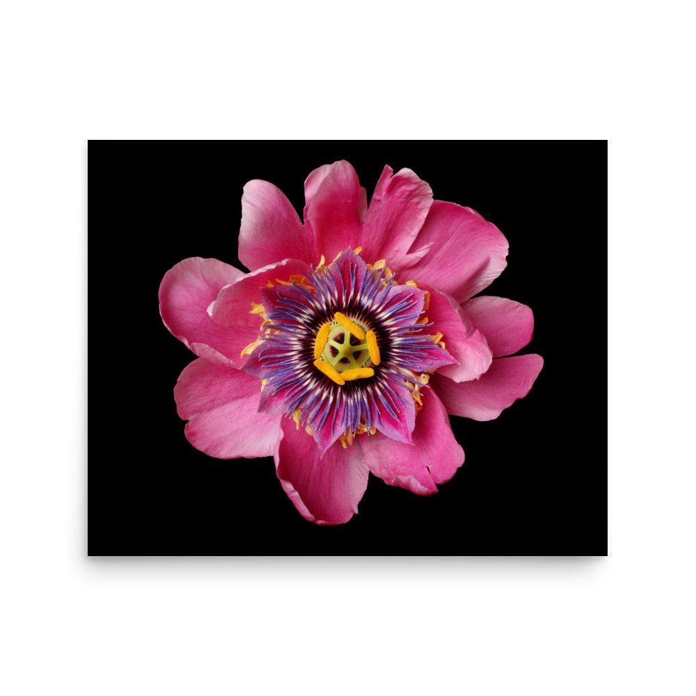 enhanced-matte-paper-poster-(in)-16x20-front-6a87a52f3876c.jpg