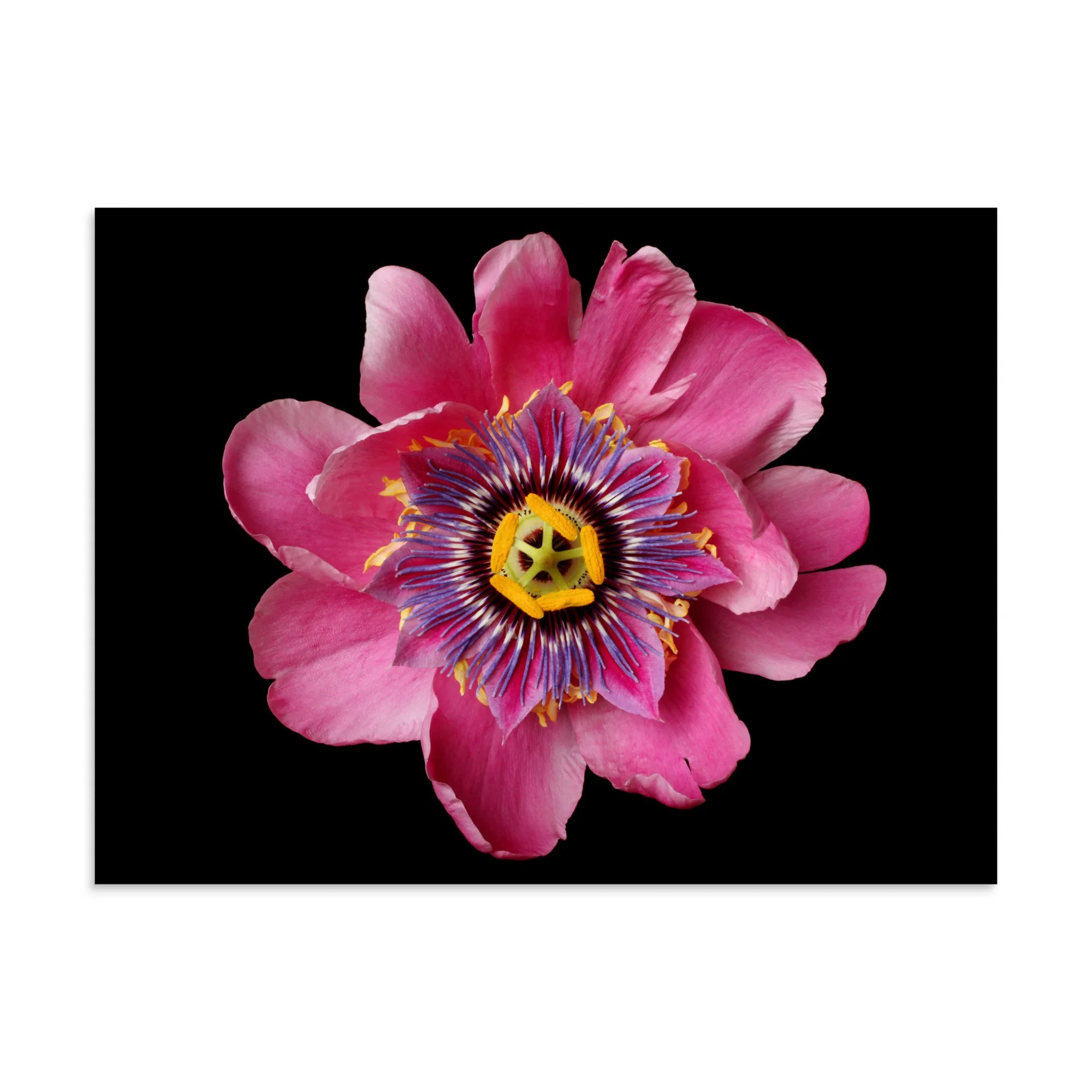 enhanced-matte-paper-poster-(in)-30x40-front-6a87a52f39149.jpg