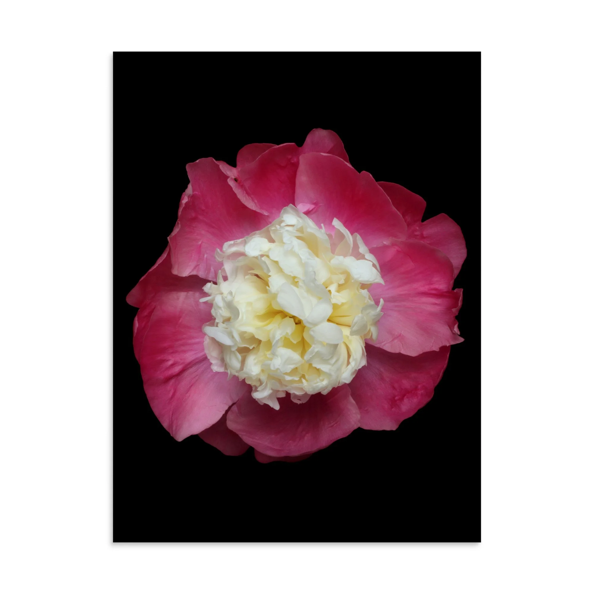 enhanced-matte-paper-poster-(in)-30x40-front-6a88146b6b651.jpg