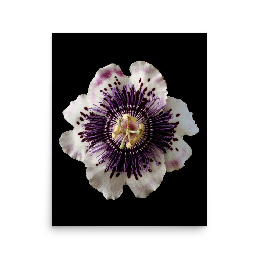 enhanced-matte-paper-poster-(in)-16x20-front-6a882916a6452.jpg