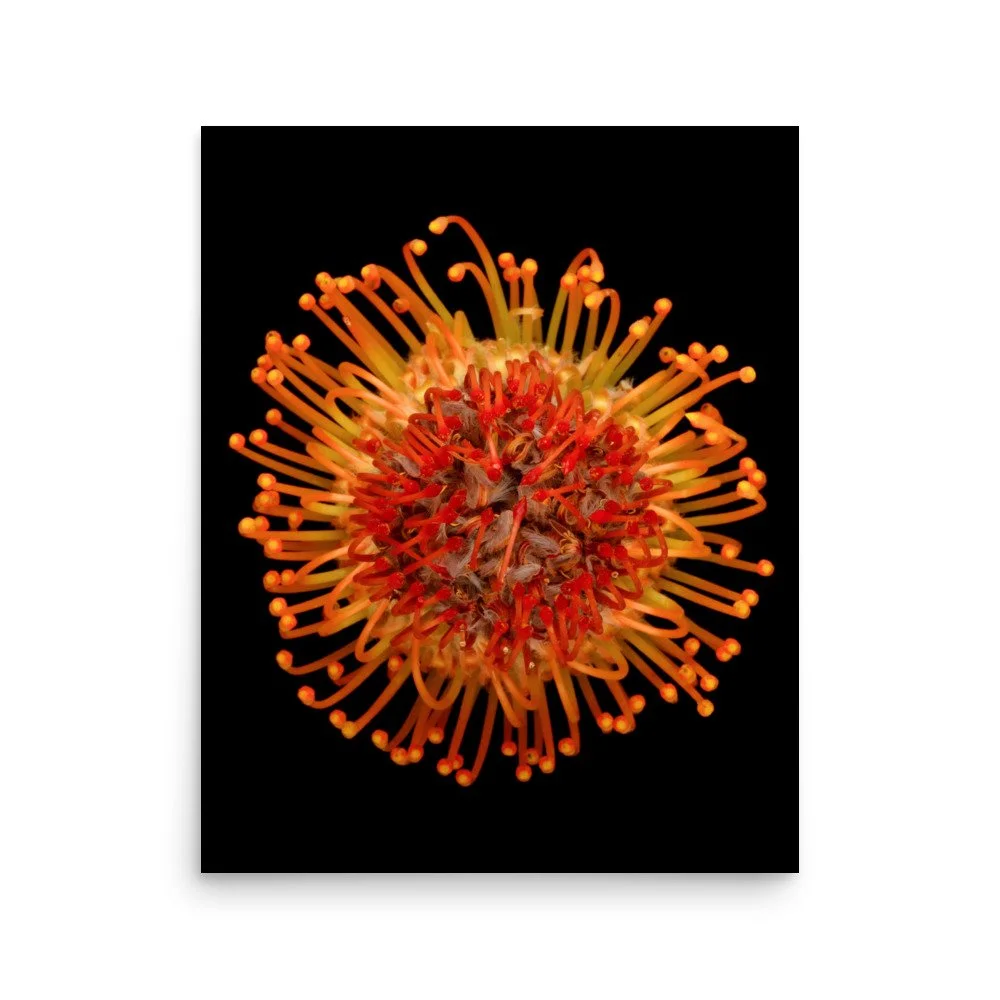 enhanced-matte-paper-poster-(in)-16x20-front-6a882c354ea42.jpg