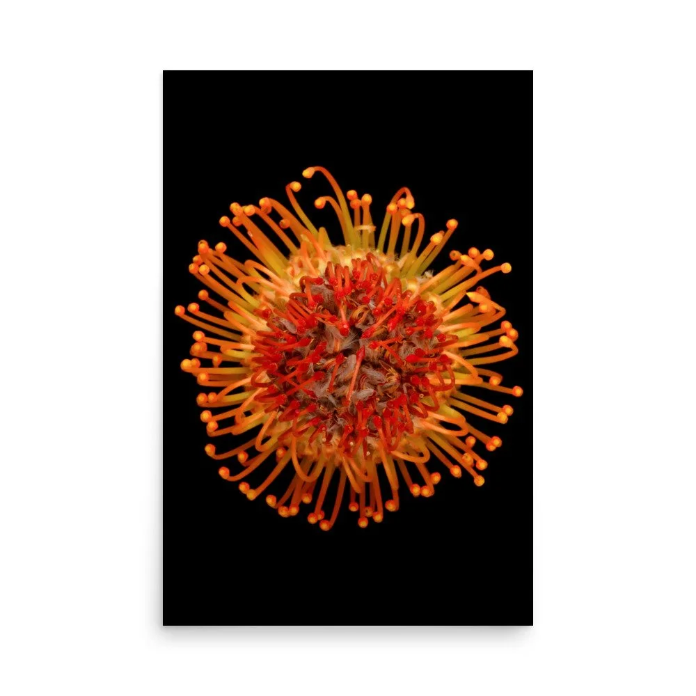 enhanced-matte-paper-poster-(in)-24x36-front-6a882c354f66c.jpg