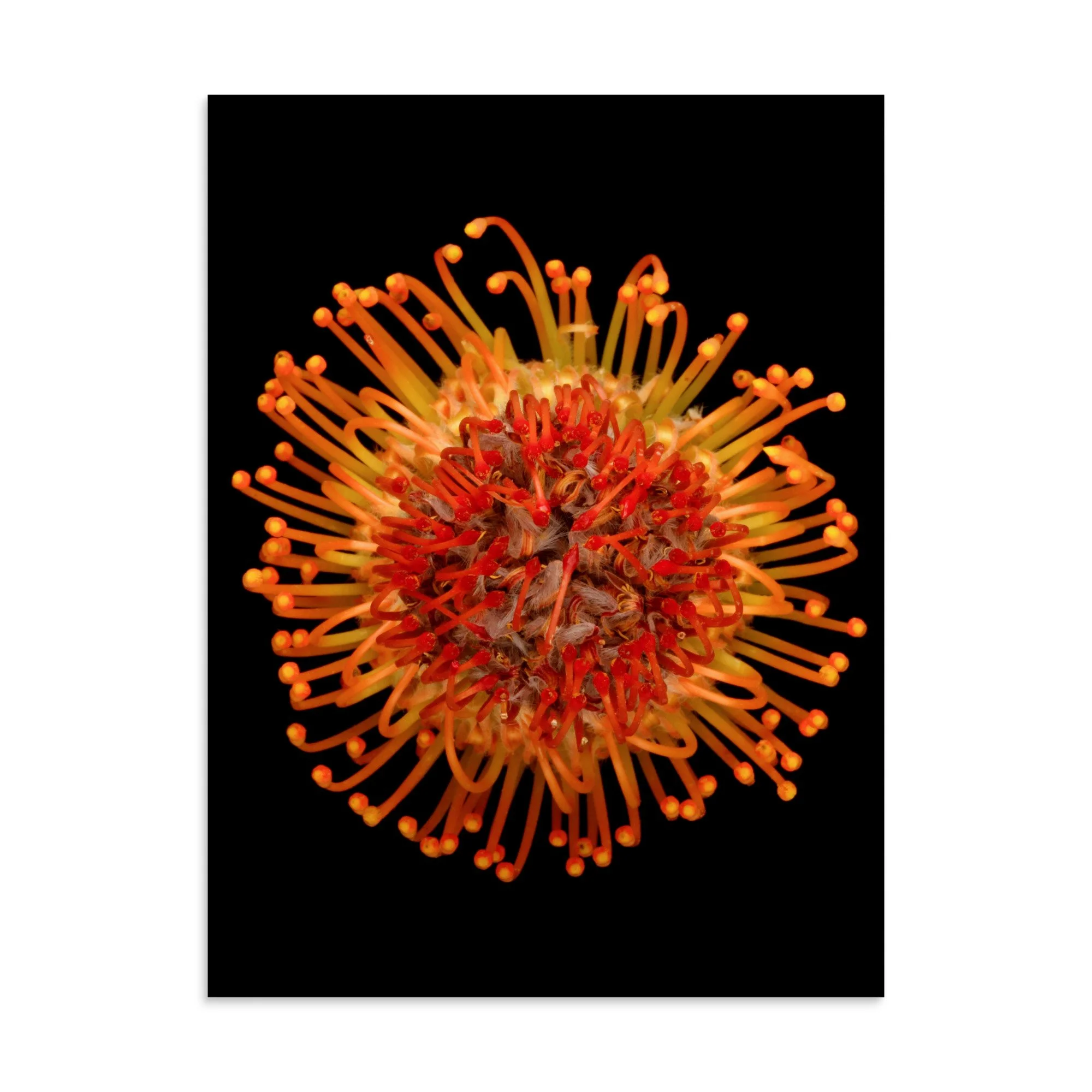 enhanced-matte-paper-poster-(in)-30x40-front-6a882c354f6b1.jpg