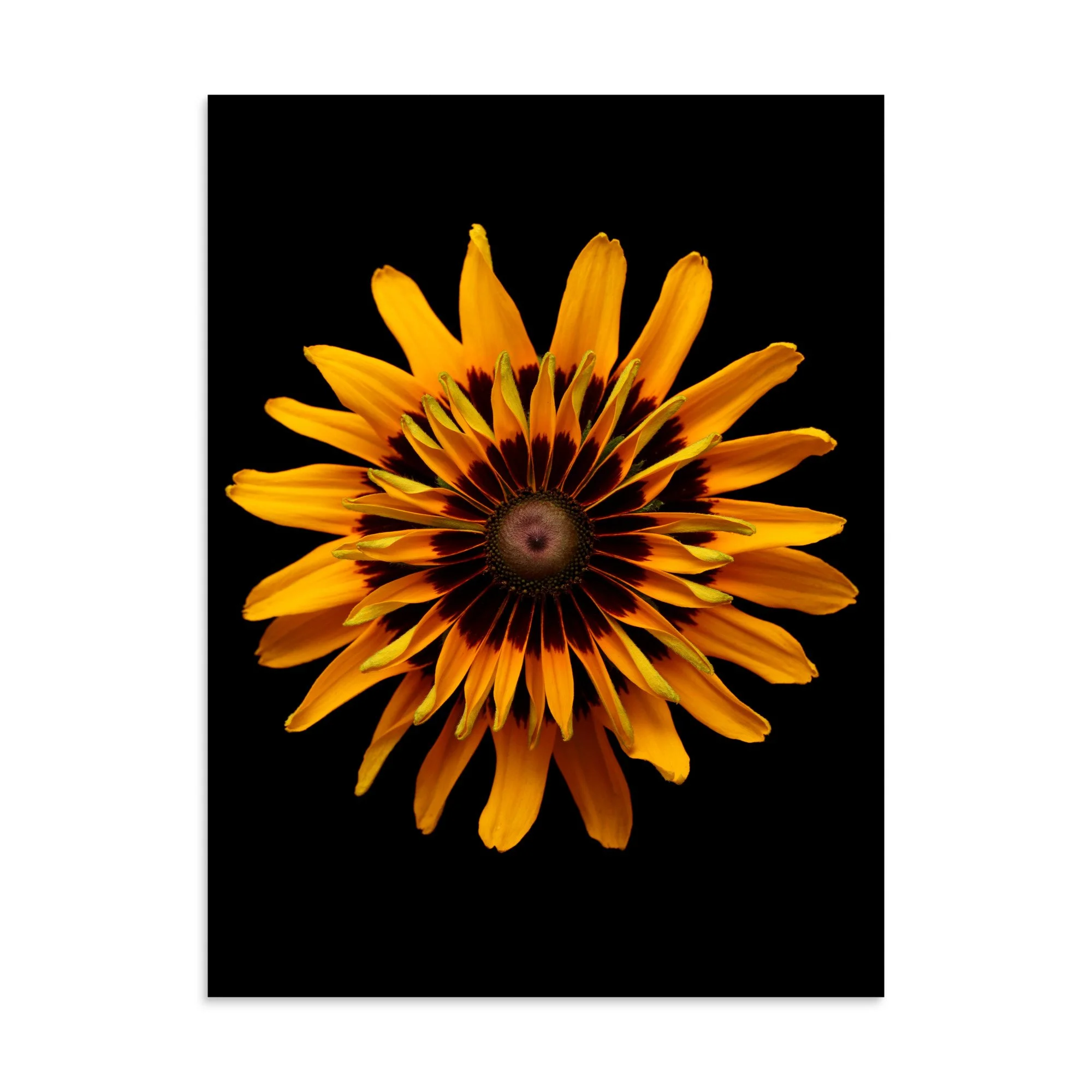 enhanced-matte-paper-poster-(in)-30x40-front-6a88318e125f2.jpg