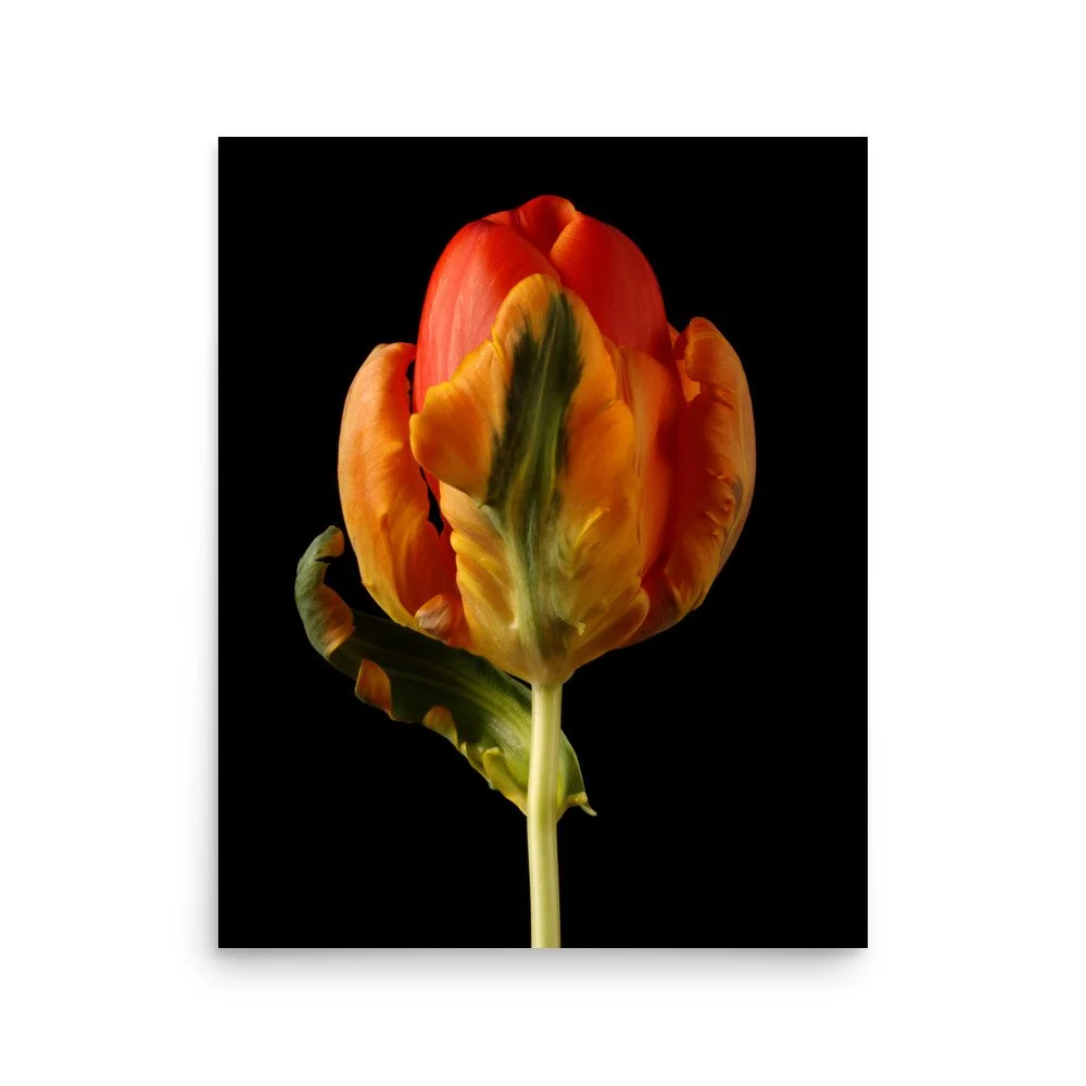 enhanced-matte-paper-poster-(in)-16x20-front-6a8839c41bf5e.jpg