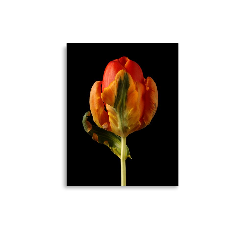 enhanced-matte-paper-poster-(in)-11x14-front-6a8839c41c7a2.jpg