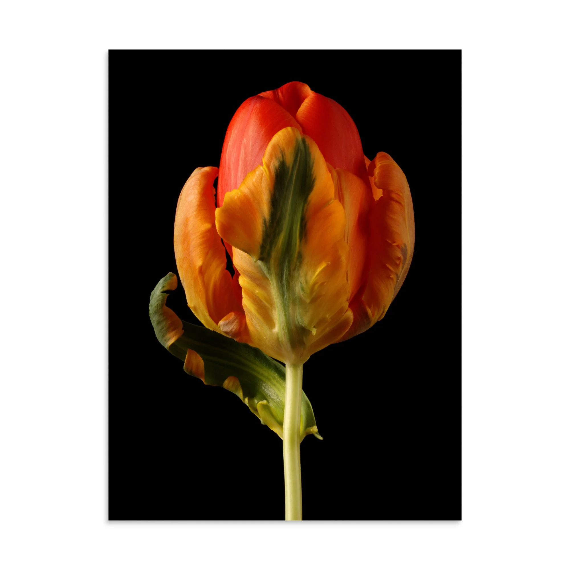 enhanced-matte-paper-poster-(in)-30x40-front-6a8839c41c836.jpg