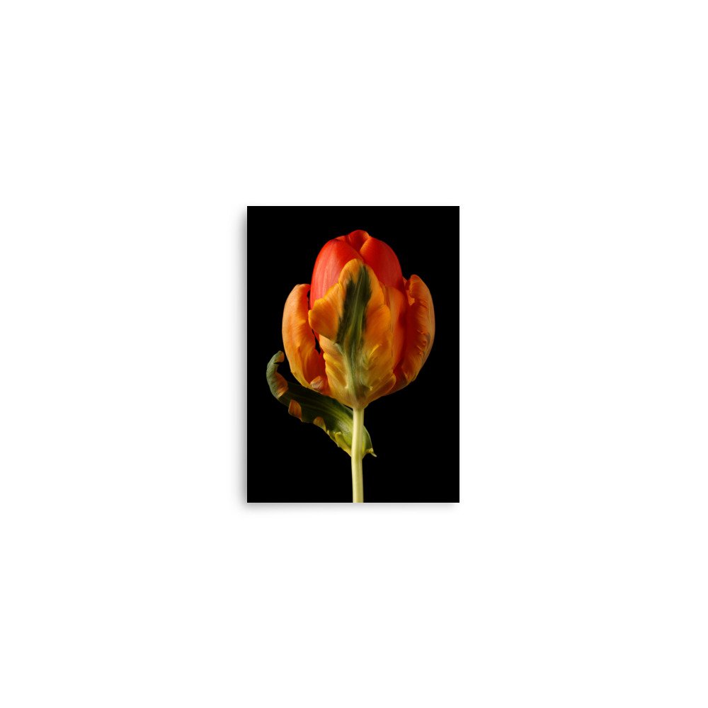 enhanced-matte-paper-poster-(in)-5x7-front-6a8839c41c851.jpg