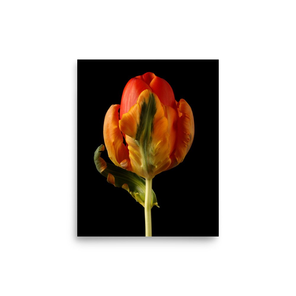 enhanced-matte-paper-poster-(in)-8x10-front-6a8839c41c880.jpg