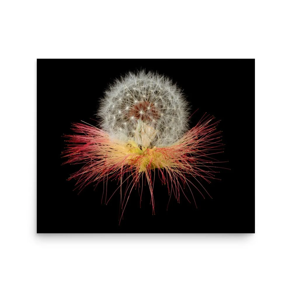 enhanced-matte-paper-poster-(in)-16x20-front-6a88611bc1afb.jpg