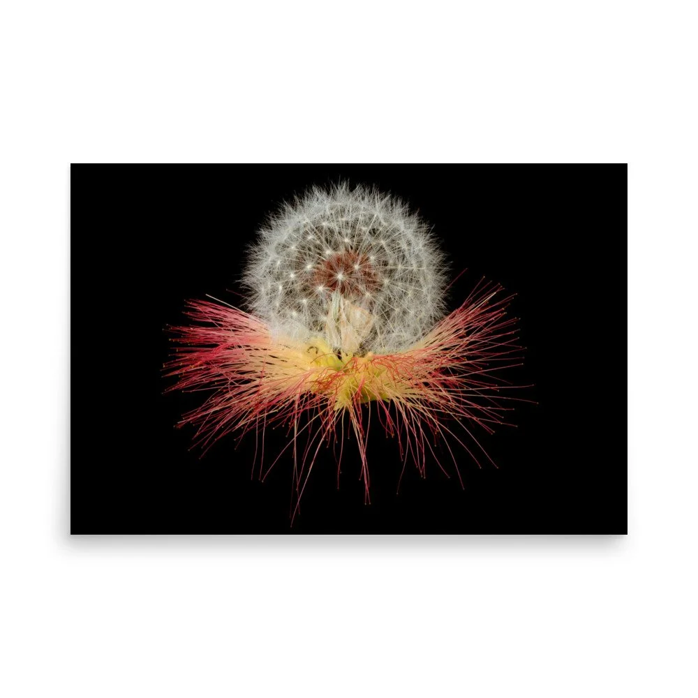 enhanced-matte-paper-poster-(in)-24x36-front-6a88611bc2411.jpg