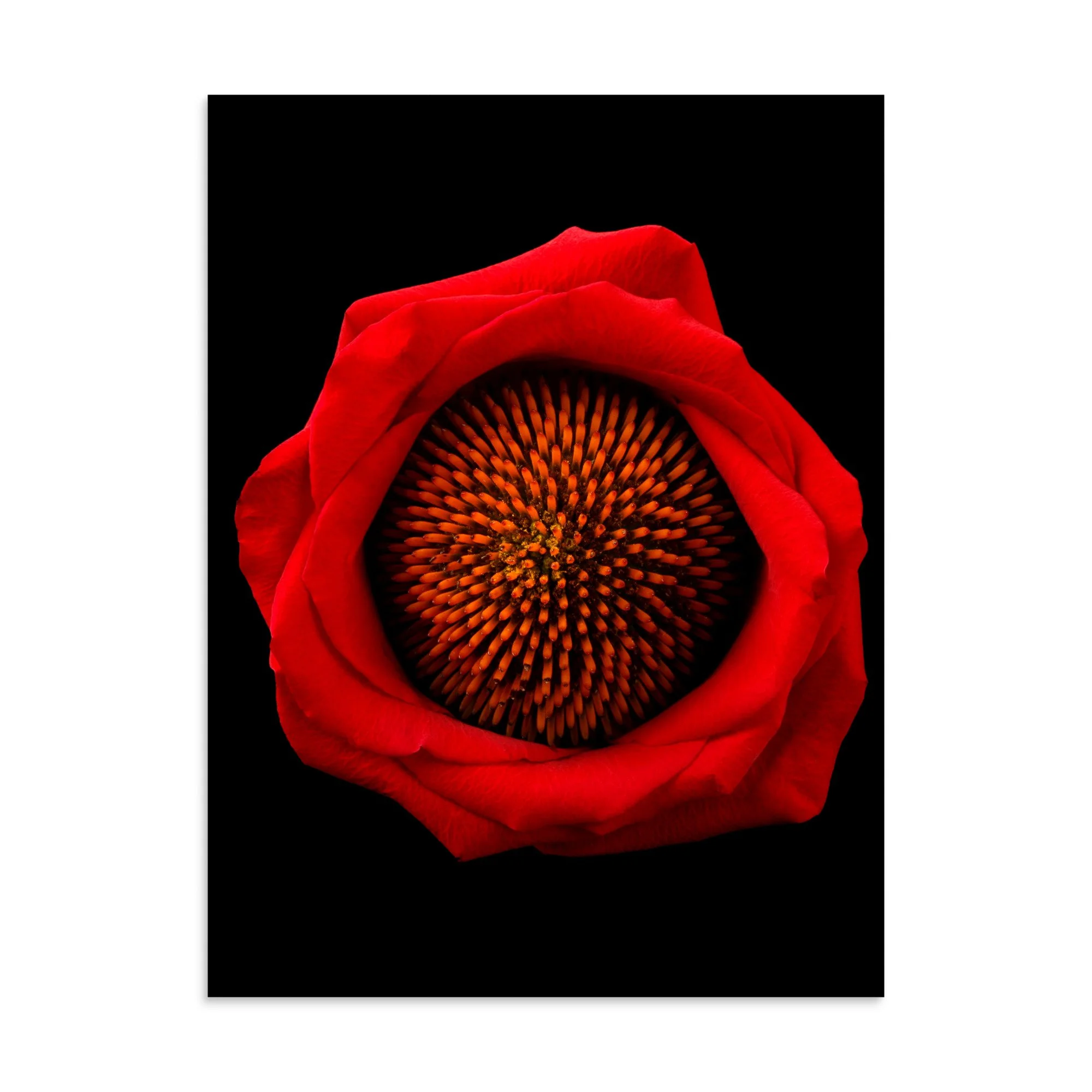 enhanced-matte-paper-poster-(in)-30x40-front-6a8869fa575b9.jpg