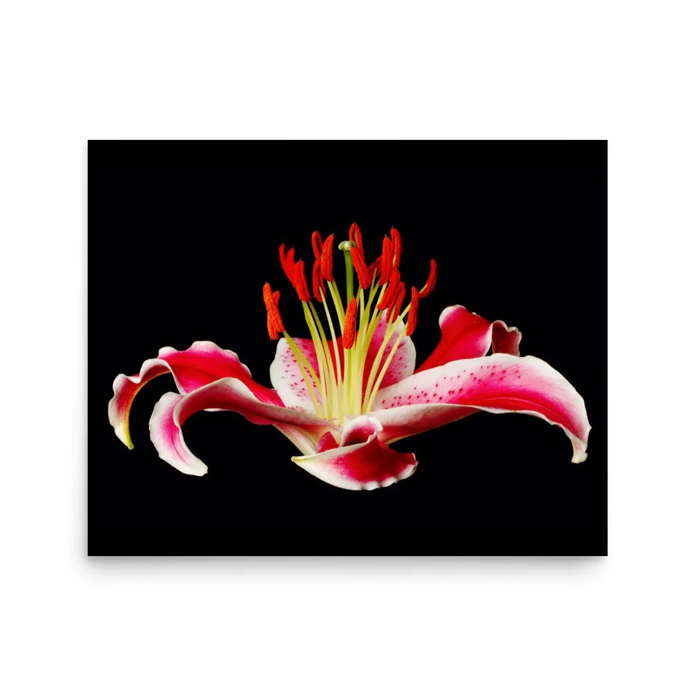 enhanced-matte-paper-poster-(in)-16x20-front-6a887b8aa0949.jpg