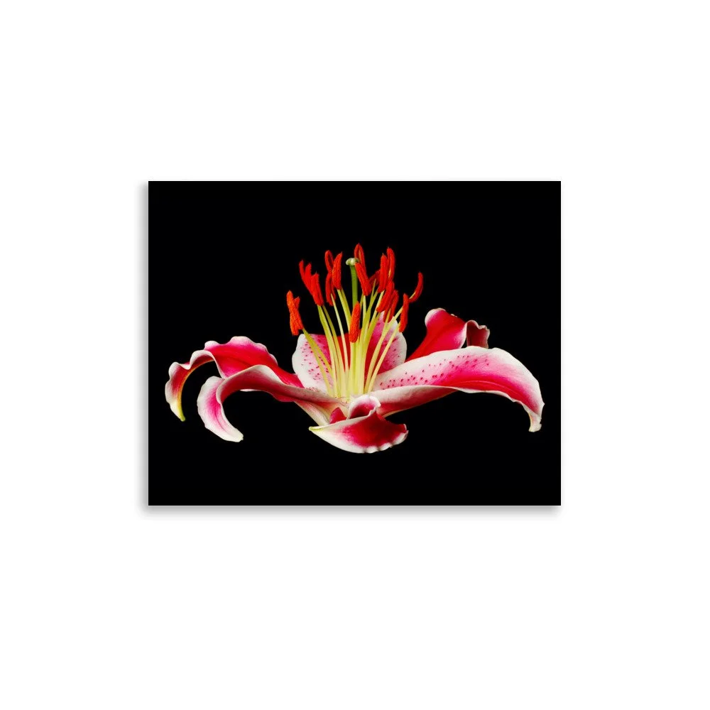 enhanced-matte-paper-poster-(in)-11x14-front-6a887b8aa1623.jpg