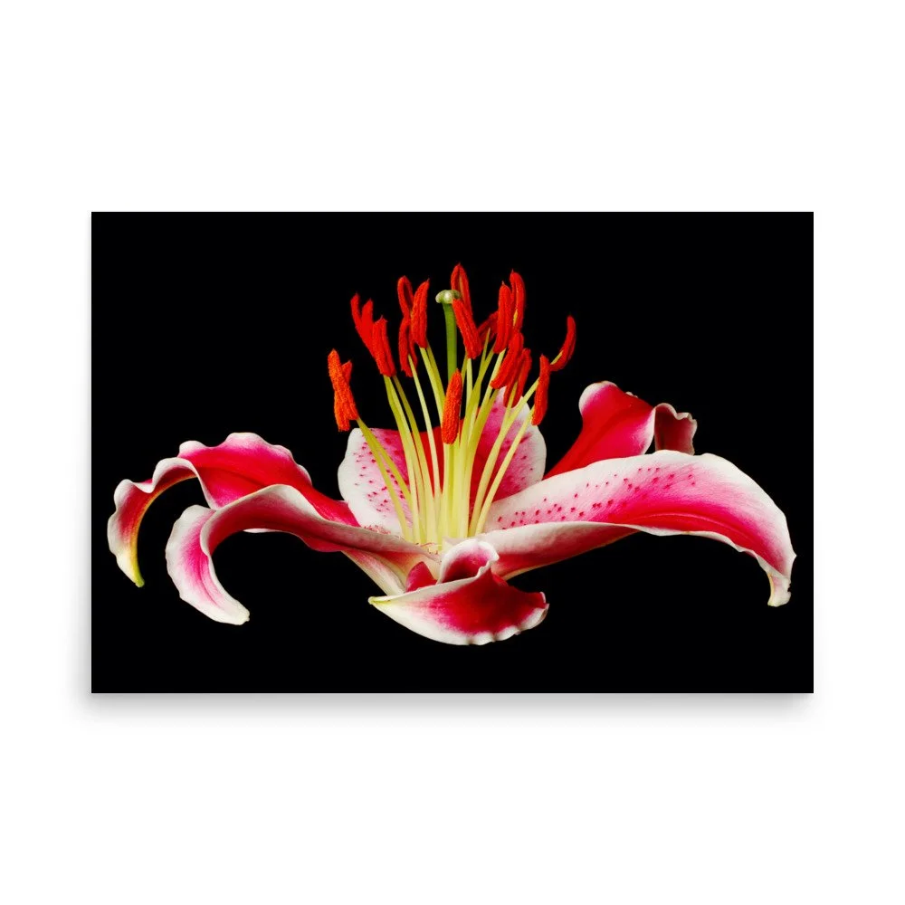enhanced-matte-paper-poster-(in)-24x36-front-6a887b8aa16ab.jpg
