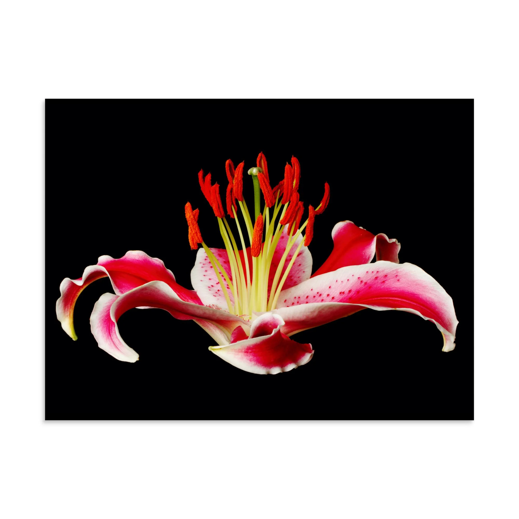 enhanced-matte-paper-poster-(in)-30x40-front-6a887b8aa170a.jpg