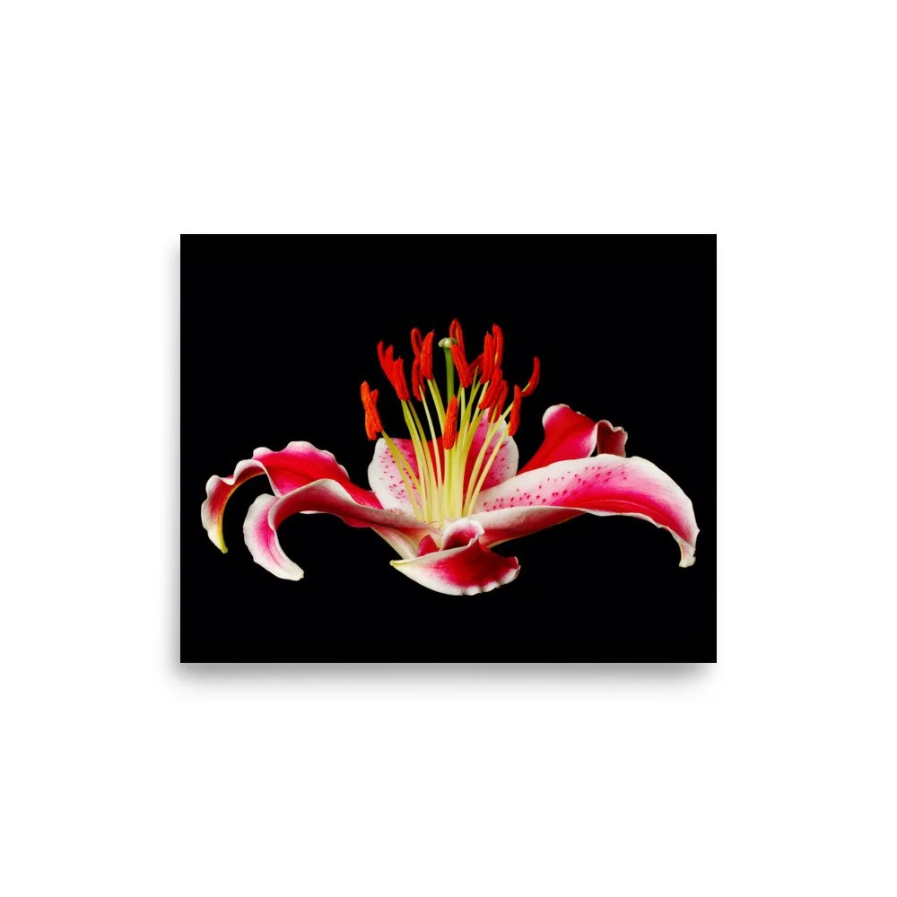 enhanced-matte-paper-poster-(in)-8x10-front-6a887b8aa1762.jpg