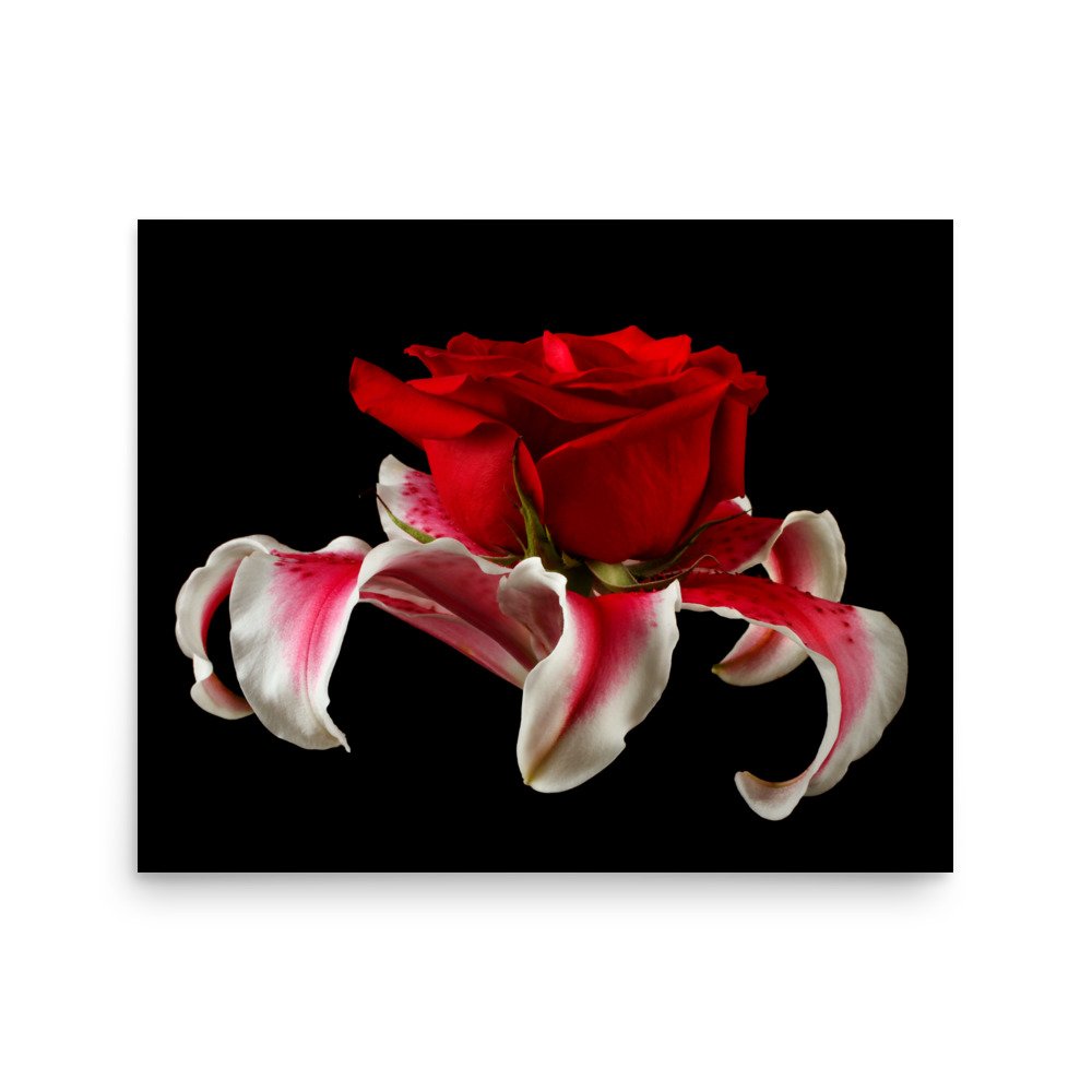 enhanced-matte-paper-poster-(in)-16x20-front-6a88b46303236.jpg