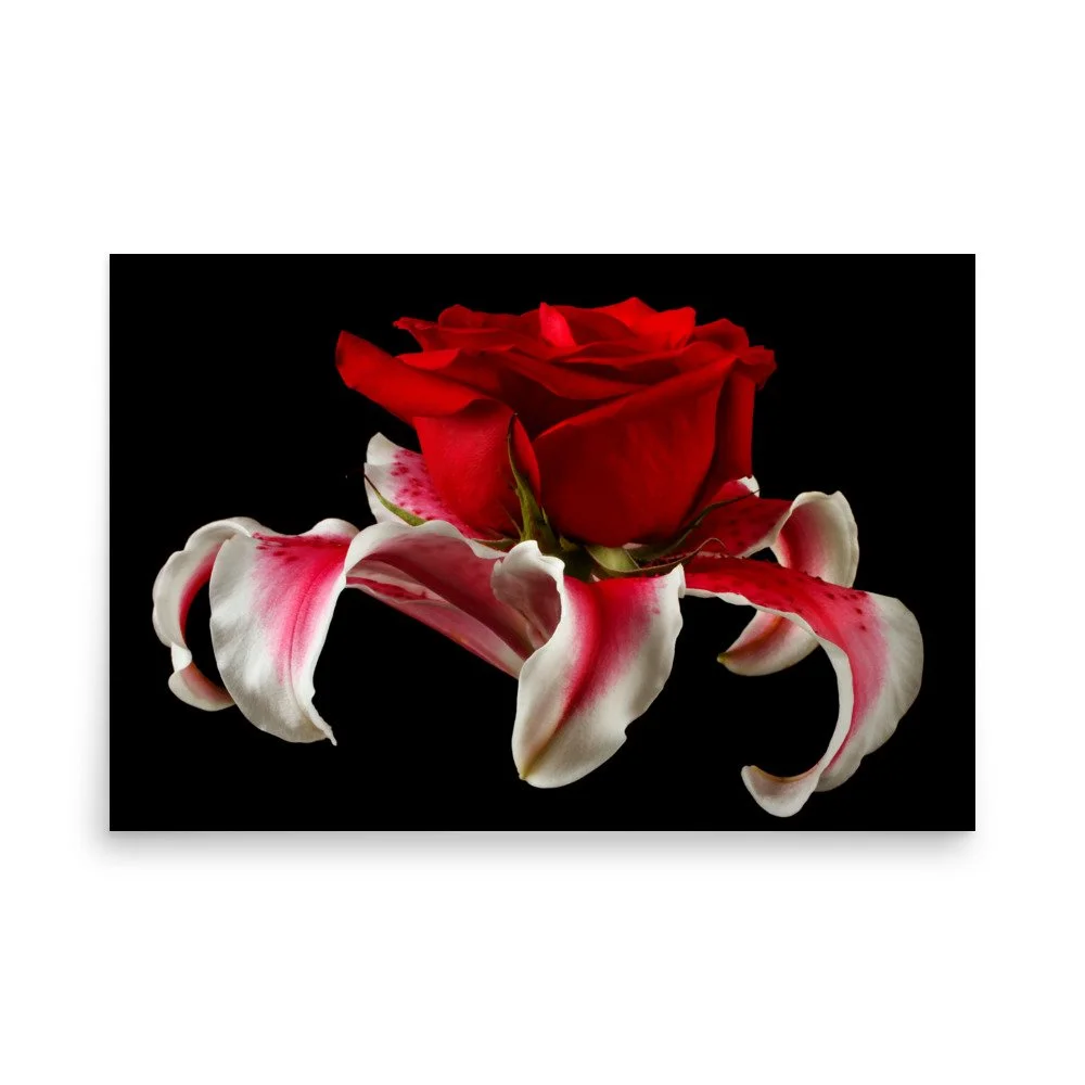 enhanced-matte-paper-poster-(in)-24x36-front-6a88b46303a09.jpg